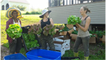 workers with lettuce